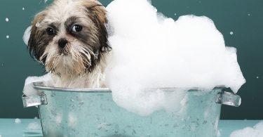 Mitos sobre o banho em cães