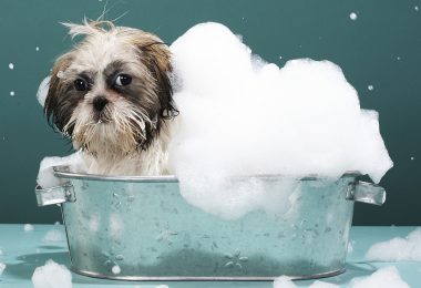 Mitos sobre o banho em cães